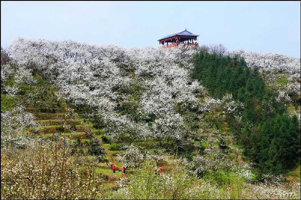 【春天，广西桂林灌阳县向您发出邀请！】我们在灌阳看梨花 - 游山玩水 - 铁岭生活社区 - 铁岭28生活网 tl.28life.net