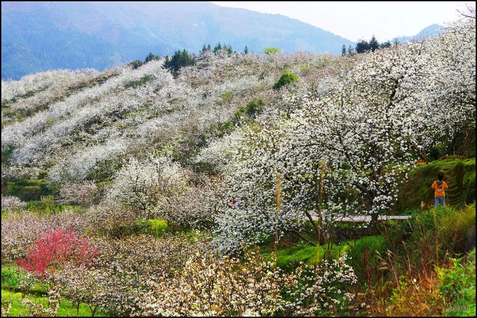 【春天，广西桂林灌阳县向您发出邀请！】我们在灌阳看梨花 - 游山玩水 - 铁岭生活社区 - 铁岭28生活网 tl.28life.net