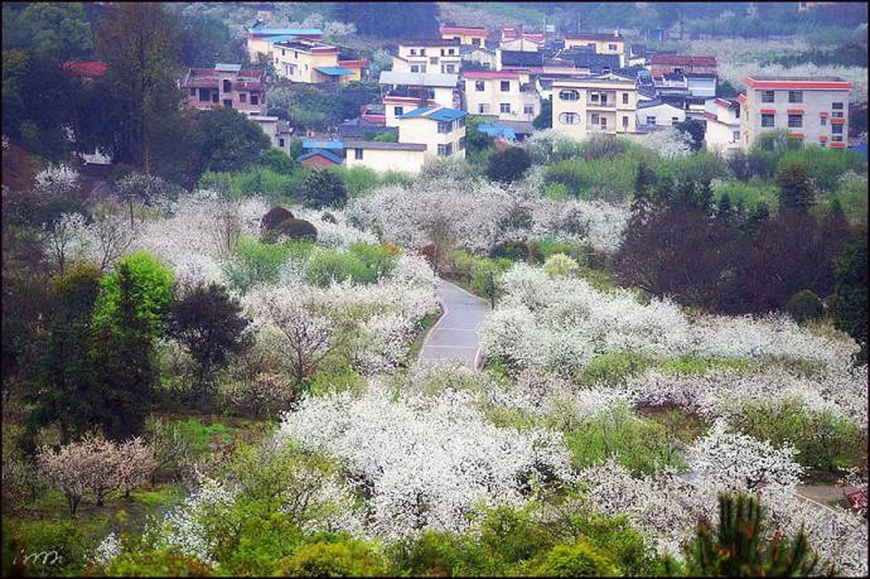 【春天，广西桂林灌阳县向您发出邀请！】我们在灌阳看梨花 - 游山玩水 - 铁岭生活社区 - 铁岭28生活网 tl.28life.net