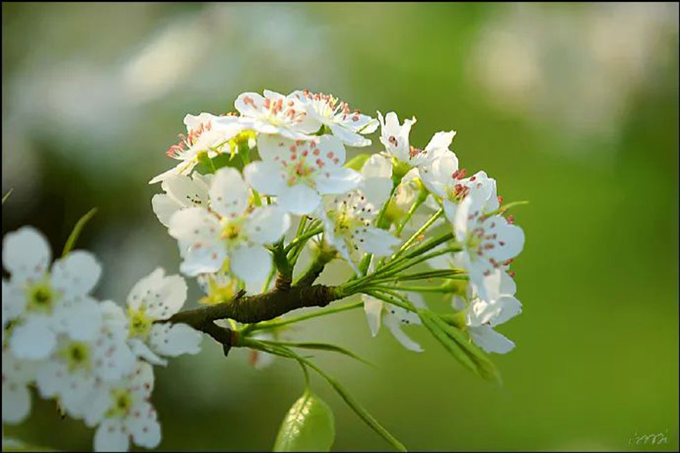 【春天，广西桂林灌阳县向您发出邀请！】我们在灌阳看梨花 - 游山玩水 - 铁岭生活社区 - 铁岭28生活网 tl.28life.net