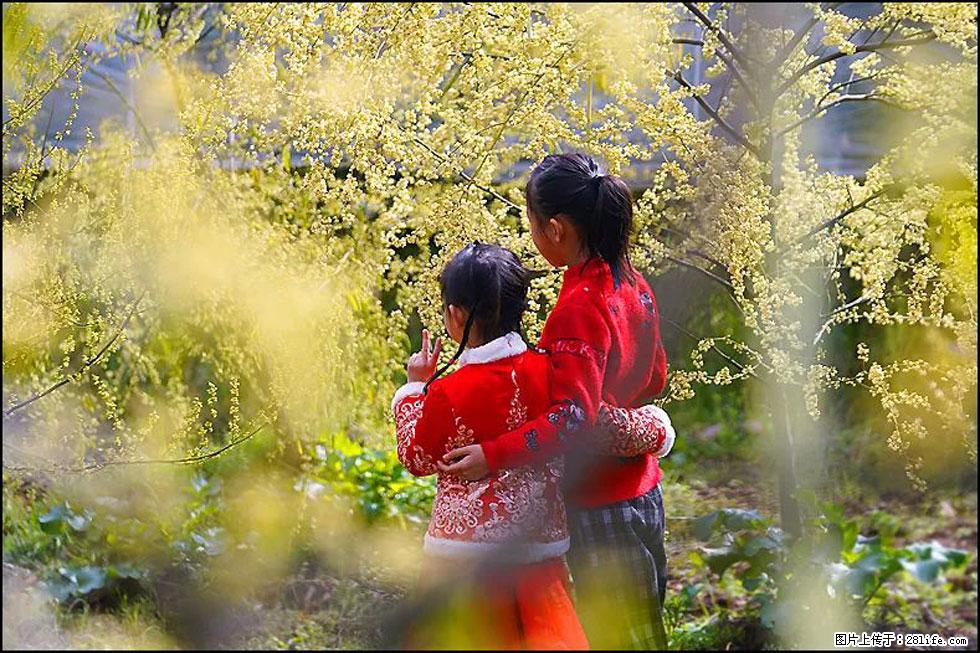 【春天，广西桂林灌阳县向您发出邀请！】米珠山前有片山苍子花在飘香 - 游山玩水 - 铁岭生活社区 - 铁岭28生活网 tl.28life.net