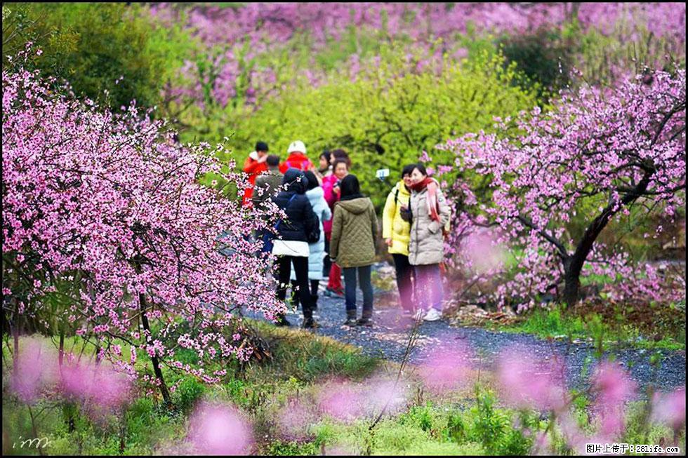 【春天，广西桂林灌阳县向您发出邀请！】官庄村有个醉美的桃花园 - 游山玩水 - 铁岭生活社区 - 铁岭28生活网 tl.28life.net