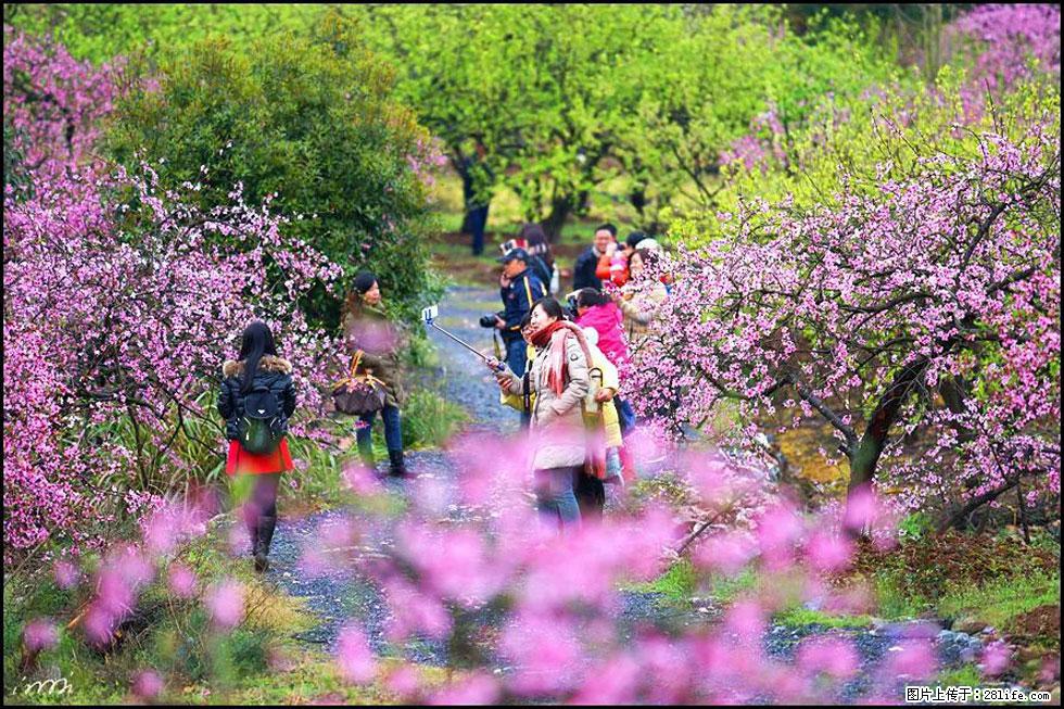 【春天，广西桂林灌阳县向您发出邀请！】官庄村有个醉美的桃花园 - 游山玩水 - 铁岭生活社区 - 铁岭28生活网 tl.28life.net