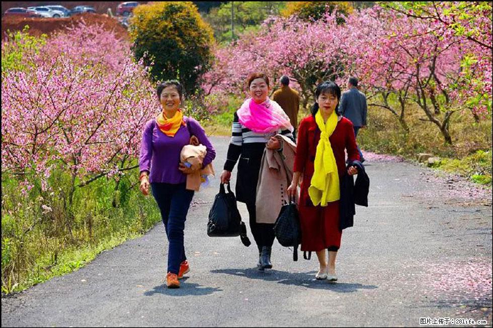 【春天，广西桂林灌阳县向您发出邀请！】官庄村有个醉美的桃花园 - 游山玩水 - 铁岭生活社区 - 铁岭28生活网 tl.28life.net