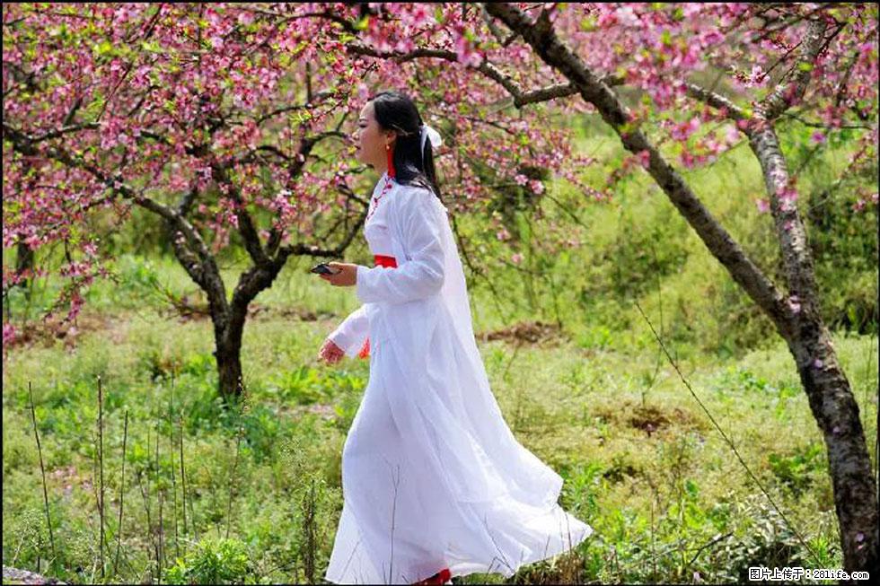 【春天，广西桂林灌阳县向您发出邀请！】官庄村有个醉美的桃花园 - 游山玩水 - 铁岭生活社区 - 铁岭28生活网 tl.28life.net