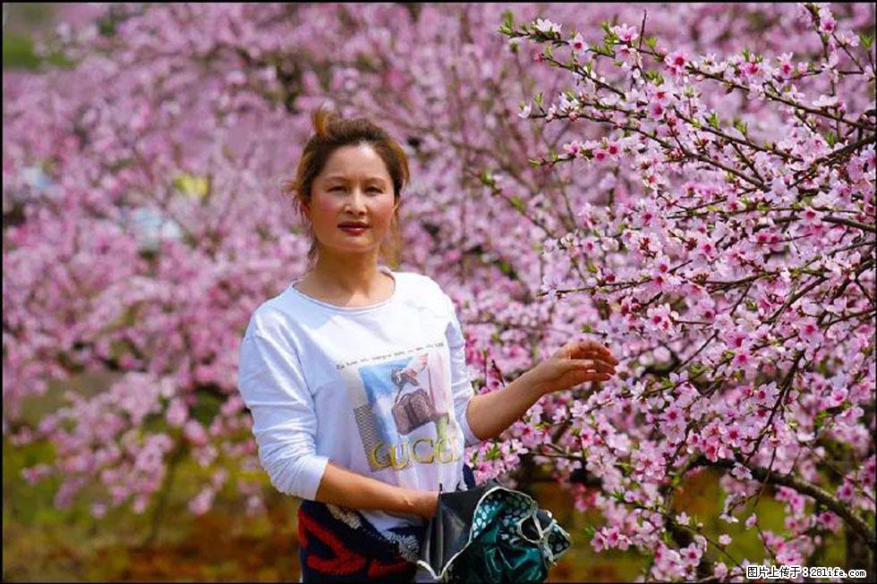 【春天，广西桂林灌阳县向您发出邀请！】官庄村有个醉美的桃花园 - 游山玩水 - 铁岭生活社区 - 铁岭28生活网 tl.28life.net