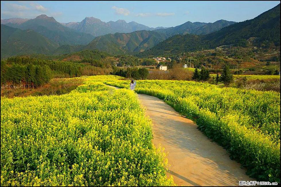 【春天,广西桂林灌阳县向您发出邀请!】长坪村油菜盛情花开 - 游山玩水 - 铁岭生活社区 - 铁岭28生活网 tl.28life.net