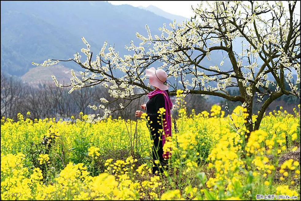 【春天,广西桂林灌阳县向您发出邀请!】长坪村油菜盛情花开 - 游山玩水 - 铁岭生活社区 - 铁岭28生活网 tl.28life.net