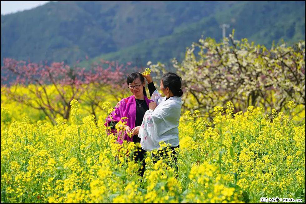 【春天,广西桂林灌阳县向您发出邀请!】长坪村油菜盛情花开 - 游山玩水 - 铁岭生活社区 - 铁岭28生活网 tl.28life.net