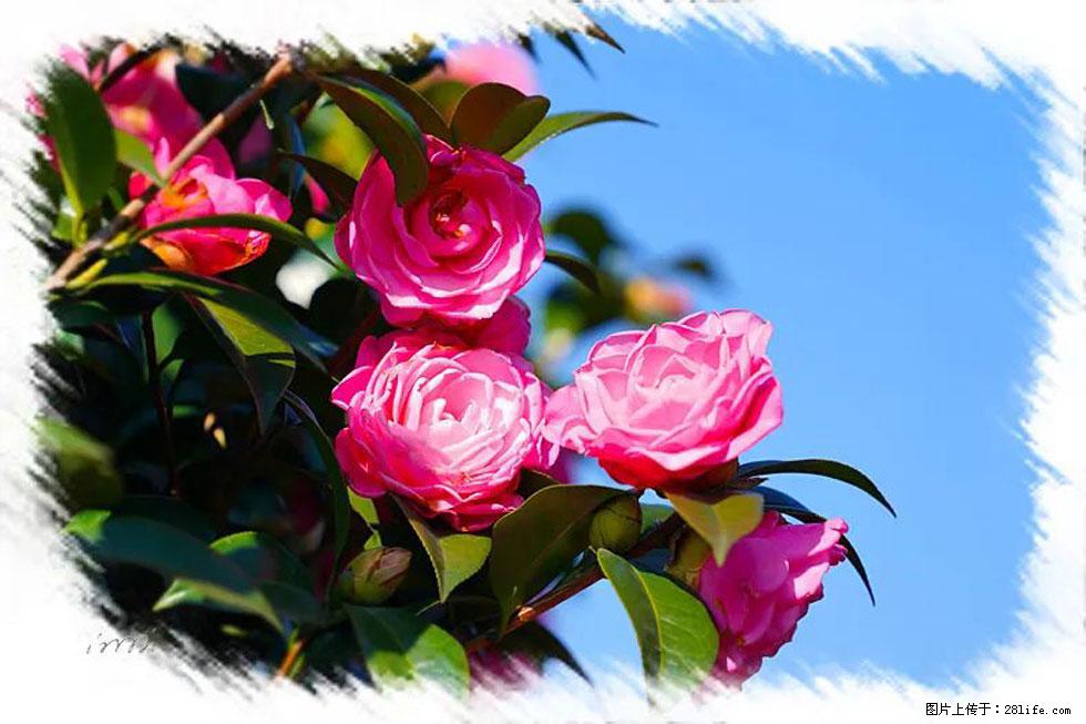 【春天，广西桂林灌阳县向您发出邀请！】杨柳井茶花惹人爱 - 游山玩水 - 铁岭生活社区 - 铁岭28生活网 tl.28life.net