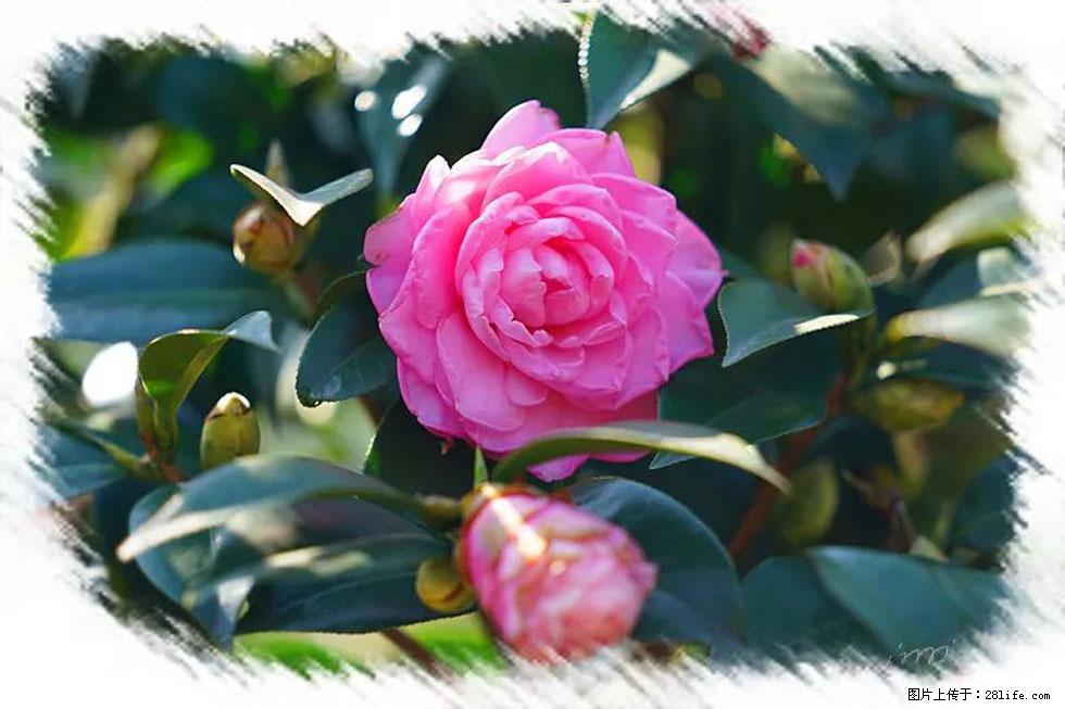 【春天，广西桂林灌阳县向您发出邀请！】杨柳井茶花惹人爱 - 游山玩水 - 铁岭生活社区 - 铁岭28生活网 tl.28life.net