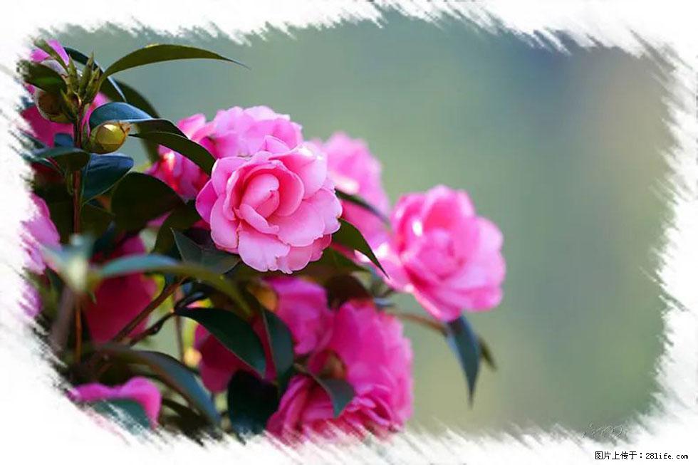 【春天，广西桂林灌阳县向您发出邀请！】杨柳井茶花惹人爱 - 游山玩水 - 铁岭生活社区 - 铁岭28生活网 tl.28life.net