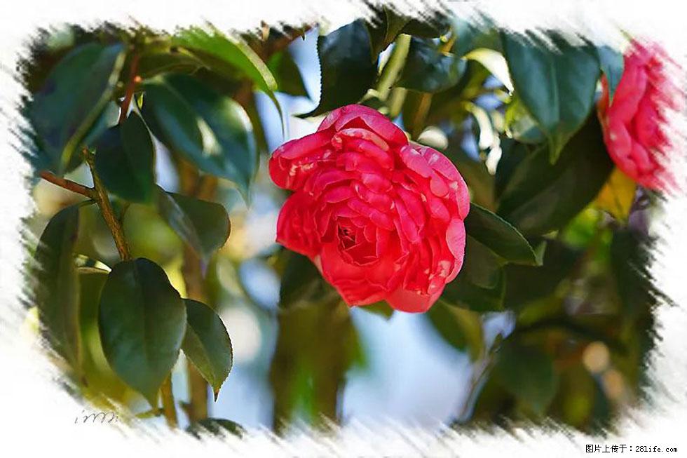 【春天，广西桂林灌阳县向您发出邀请！】杨柳井茶花惹人爱 - 游山玩水 - 铁岭生活社区 - 铁岭28生活网 tl.28life.net