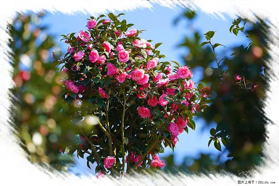 【春天，广西桂林灌阳县向您发出邀请！】杨柳井茶花惹人爱 - 游山玩水 - 铁岭生活社区 - 铁岭28生活网 tl.28life.net