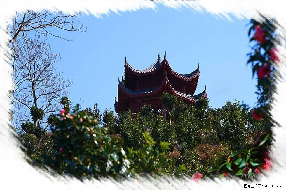 【春天，广西桂林灌阳县向您发出邀请！】杨柳井茶花惹人爱 - 游山玩水 - 铁岭生活社区 - 铁岭28生活网 tl.28life.net