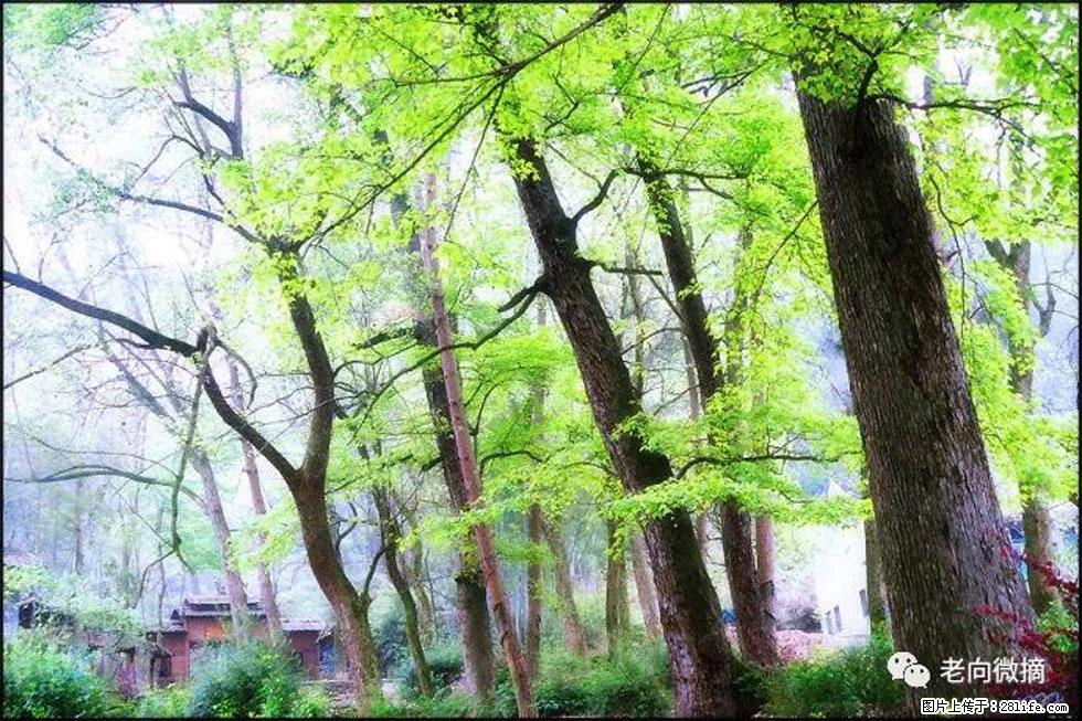 【春天，广西桂林灌阳县向您发出邀请！】在小龙村与春天约会 - 游山玩水 - 铁岭生活社区 - 铁岭28生活网 tl.28life.net
