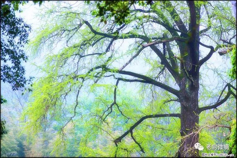【春天，广西桂林灌阳县向您发出邀请！】在小龙村与春天约会 - 游山玩水 - 铁岭生活社区 - 铁岭28生活网 tl.28life.net