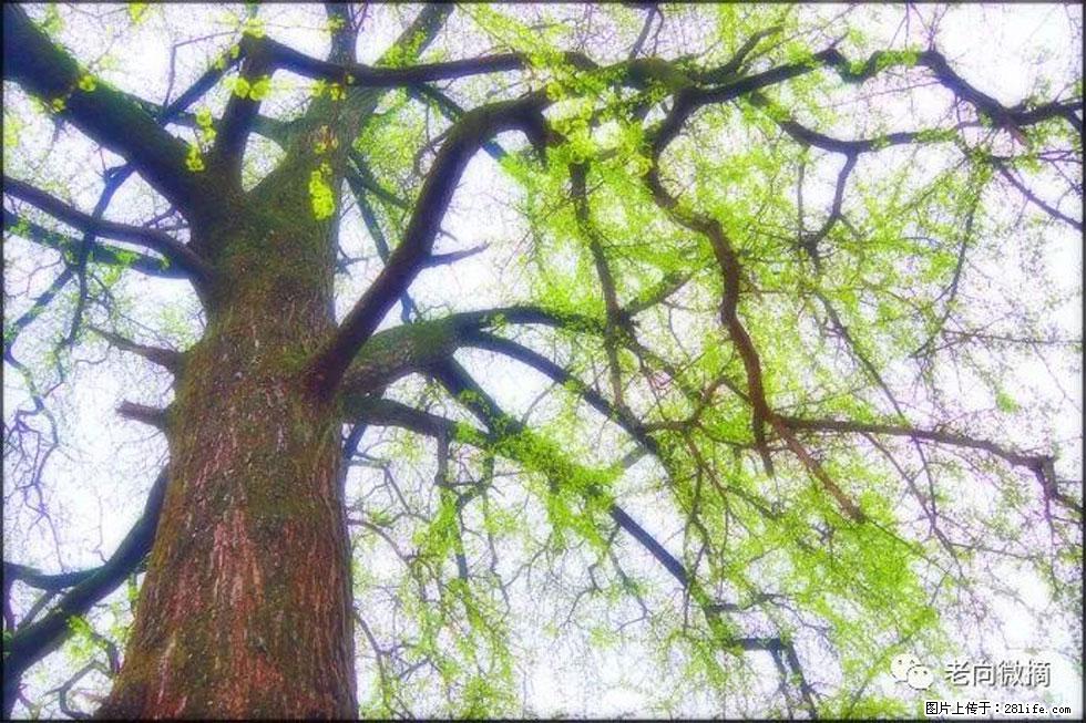 【春天，广西桂林灌阳县向您发出邀请！】在小龙村与春天约会 - 游山玩水 - 铁岭生活社区 - 铁岭28生活网 tl.28life.net