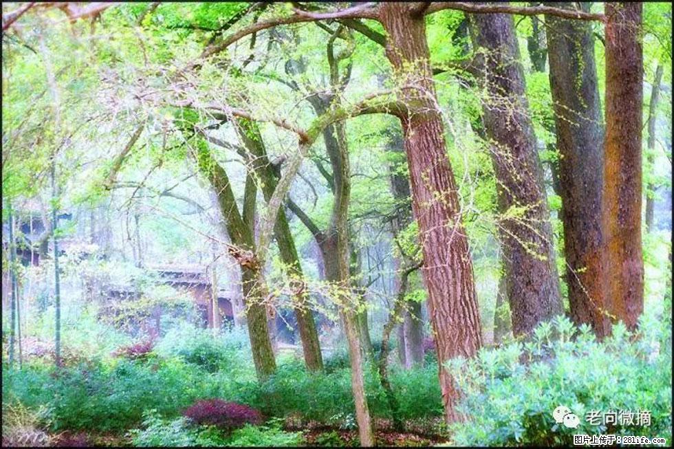 【春天，广西桂林灌阳县向您发出邀请！】在小龙村与春天约会 - 游山玩水 - 铁岭生活社区 - 铁岭28生活网 tl.28life.net