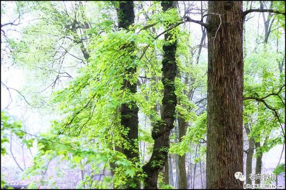【春天，广西桂林灌阳县向您发出邀请！】在小龙村与春天约会 - 游山玩水 - 铁岭生活社区 - 铁岭28生活网 tl.28life.net