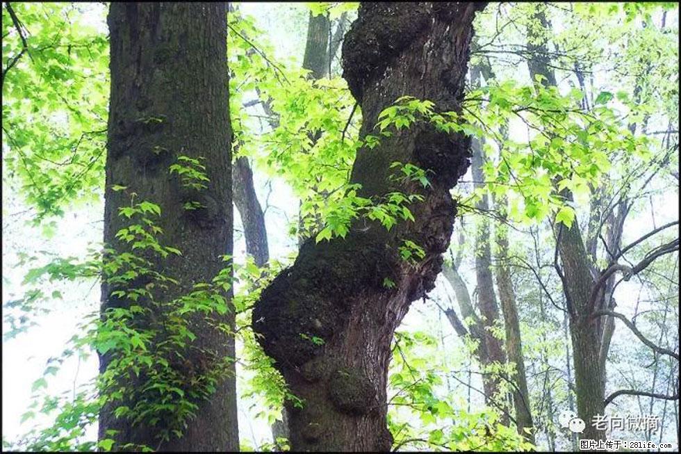【春天，广西桂林灌阳县向您发出邀请！】在小龙村与春天约会 - 游山玩水 - 铁岭生活社区 - 铁岭28生活网 tl.28life.net
