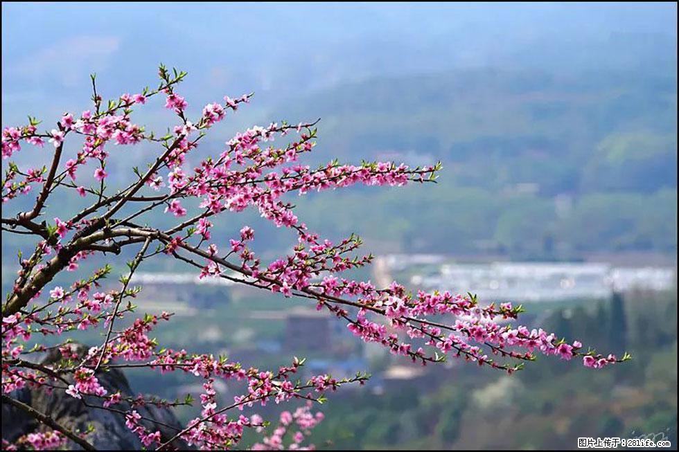【春天，广西桂林灌阳县向您发出邀请！】望月岭上桃花开 - 游山玩水 - 铁岭生活社区 - 铁岭28生活网 tl.28life.net