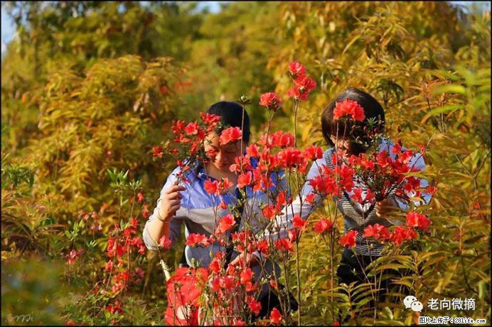 【春天,广西桂林灌阳县向您发出邀请!】登麒麟山,相约映山红 - 游山玩水 - 铁岭生活社区 - 铁岭28生活网 tl.28life.net