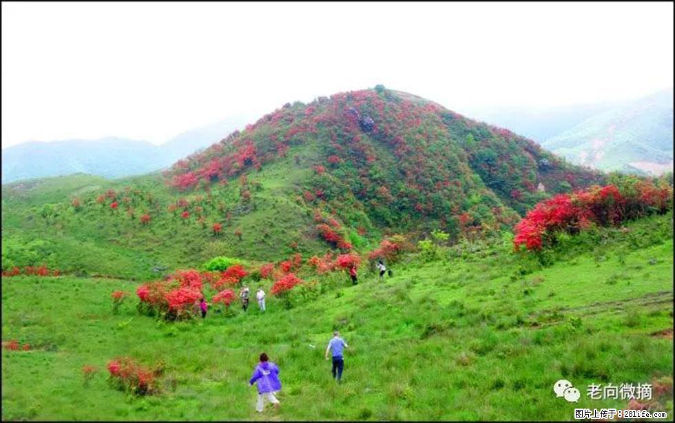 【春天，广西桂林灌阳县向您发出邀请！】宝盖山上映山红 - 游山玩水 - 铁岭生活社区 - 铁岭28生活网 tl.28life.net