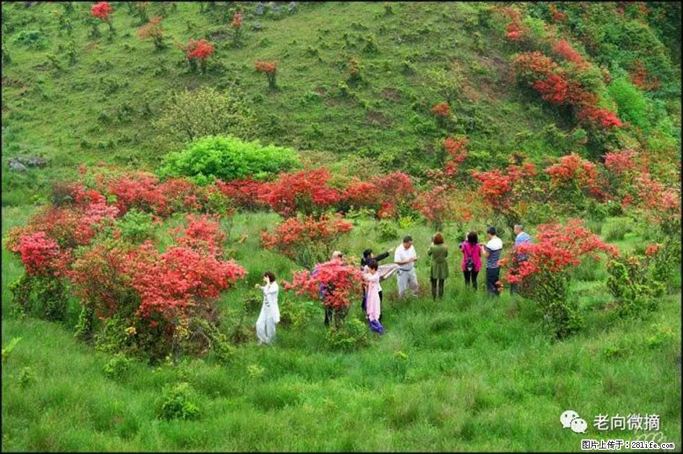 【春天，广西桂林灌阳县向您发出邀请！】宝盖山上映山红 - 游山玩水 - 铁岭生活社区 - 铁岭28生活网 tl.28life.net
