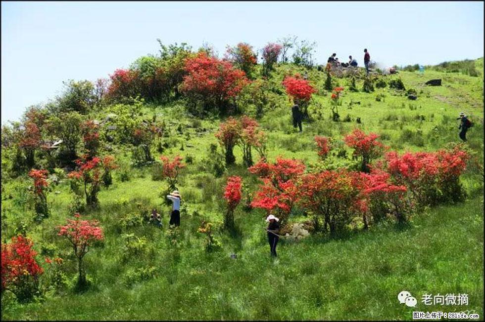 【春天，广西桂林灌阳县向您发出邀请！】宝盖山上映山红 - 游山玩水 - 铁岭生活社区 - 铁岭28生活网 tl.28life.net