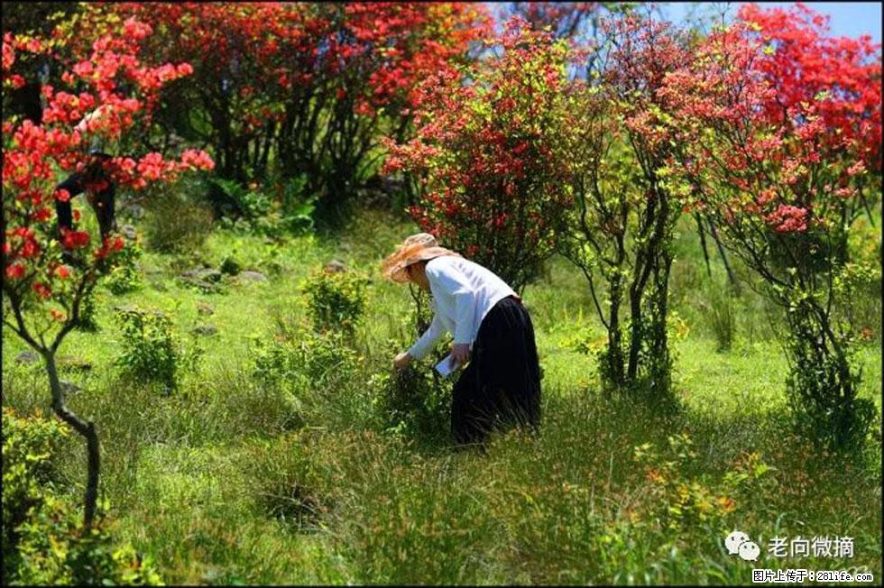 【春天，广西桂林灌阳县向您发出邀请！】宝盖山上映山红 - 游山玩水 - 铁岭生活社区 - 铁岭28生活网 tl.28life.net
