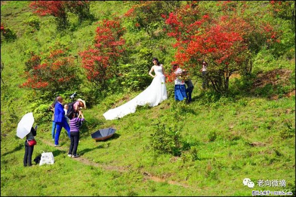 【春天，广西桂林灌阳县向您发出邀请！】宝盖山上映山红 - 游山玩水 - 铁岭生活社区 - 铁岭28生活网 tl.28life.net