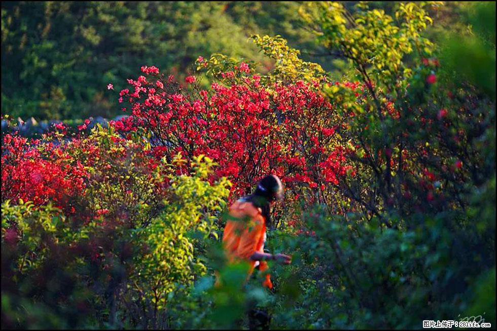 【春天，广西桂林灌阳县向您发出邀请！】春木界上映山红 - 游山玩水 - 铁岭生活社区 - 铁岭28生活网 tl.28life.net