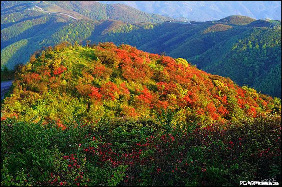 【春天，广西桂林灌阳县向您发出邀请！】春木界上映山红 - 游山玩水 - 铁岭生活社区 - 铁岭28生活网 tl.28life.net