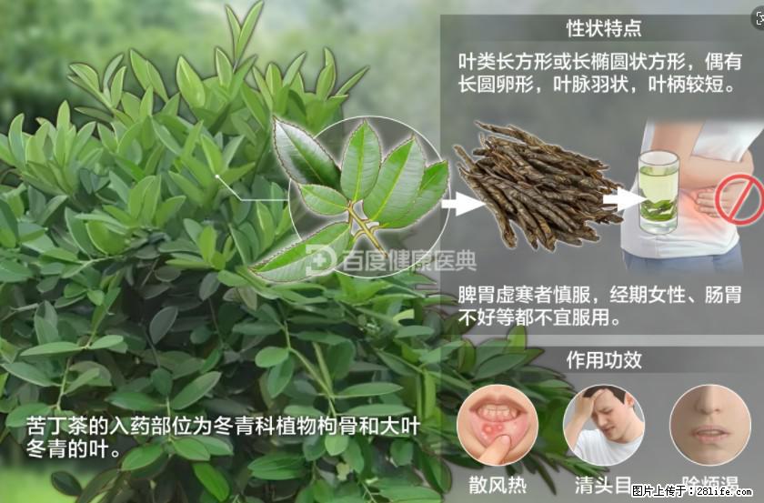苦丁茶有哪些功效和作用 - 生活百科 - 铁岭生活社区 - 铁岭28生活网 tl.28life.net