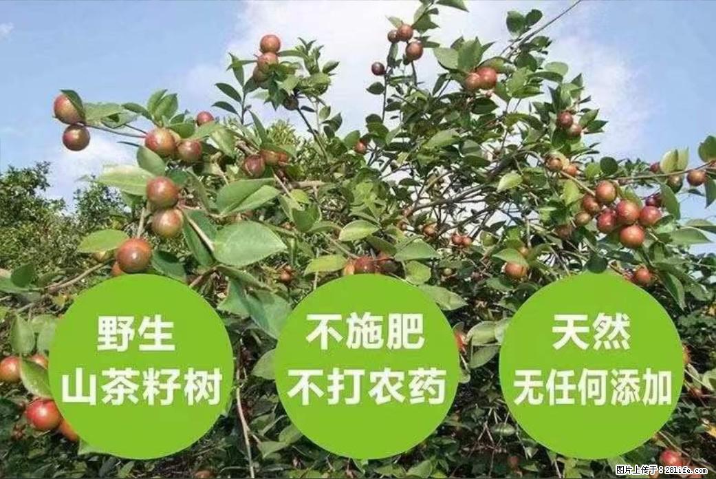 【灌阳县油茶产业示范区】一个有着充实的精神生活的人，对待身外之物自会有一种淡泊的态度 - 土特产 - 饮食特产 - 铁岭分类信息 - 铁岭28生活网 tl.28life.net