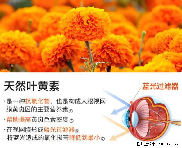 叶黄素有什么功效和作用 - 生活百科 - 铁岭生活社区 - 铁岭28生活网 tl.28life.net