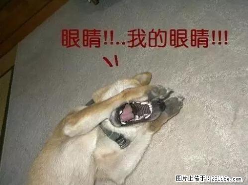 笑癫了!一女的怀孕三年未生,他终于忍不住了... - 娱乐八卦 - 铁岭生活社区 - 铁岭28生活网 tl.28life.net