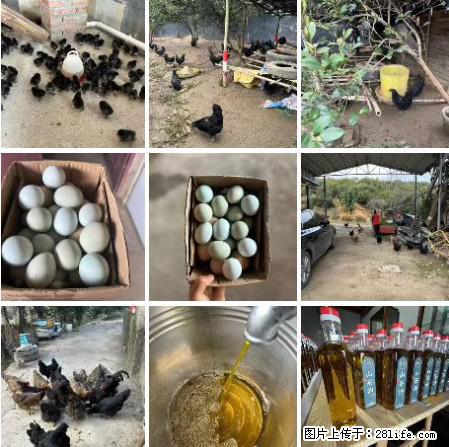 油茶园从小鸡仔开始养起的纯土鸡、土鸡蛋可以预定啦！还有前几天刚榨的纯山茶油哦 - 土特产 - 饮食特产 - 铁岭分类信息 - 铁岭28生活网 tl.28life.net
