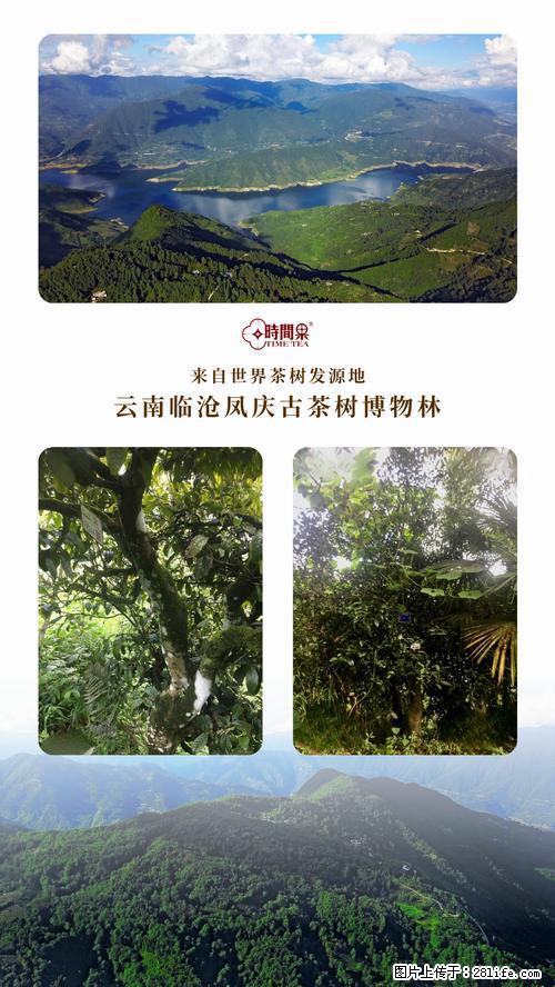 时间果百年古树2025年春红茶 - 购物交流 - 铁岭生活社区 - 铁岭28生活网 tl.28life.net