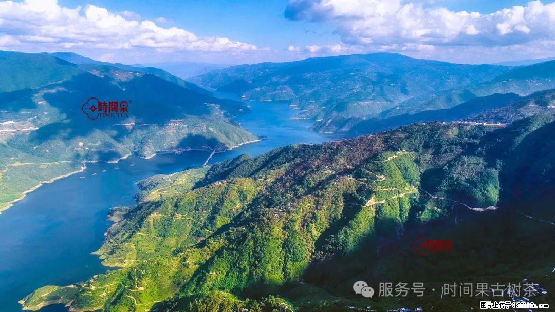 时间果百年古树龙珠普洱生茶 - 购物交流 - 铁岭生活社区 - 铁岭28生活网 tl.28life.net