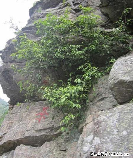 平乐石崖茶，珍贵仅次于金花茶 - 铁岭生活资讯 - 铁岭28生活网 tl.28life.net