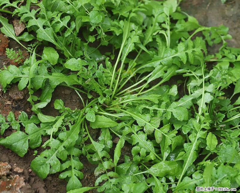 这些蔬菜是“天然钙片”，这6种被医生重点推荐 - 铁岭生活资讯 - 铁岭28生活网 tl.28life.net