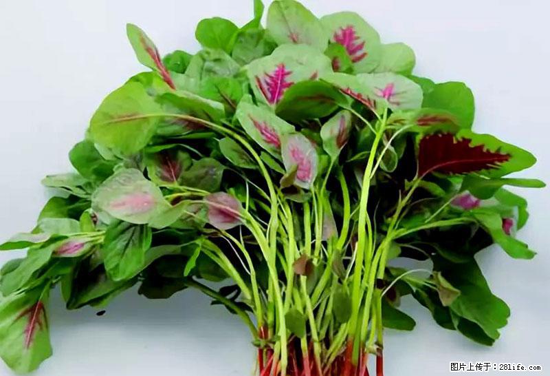 这些蔬菜是“天然钙片”，这6种被医生重点推荐 - 铁岭生活资讯 - 铁岭28生活网 tl.28life.net
