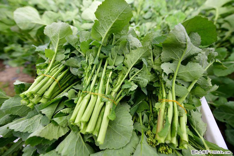 这些蔬菜是“天然钙片”，这6种被医生重点推荐 - 铁岭生活资讯 - 铁岭28生活网 tl.28life.net